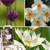 Frø^Tør Have Boks - 35 blomsterløg til tørre og solrige steder