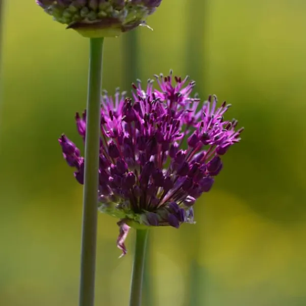 Frø^Tør Have Boks - 35 blomsterløg til tørre og solrige steder
