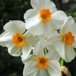 Frø^Tør Have Boks - 35 blomsterløg til tørre og solrige steder