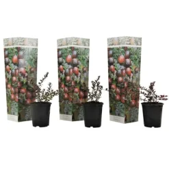 Best Tranebær - Sæt med 3 - Vaccinium macrocarpon 'Cranberry' - Højde 10-20cm - ⌀9cm Buskads