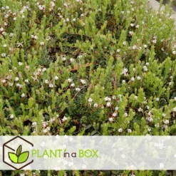 Best Tranebær - Sæt med 3 - Vaccinium macrocarpon 'Cranberry' - Højde 10-20cm - ⌀9cm Buskads