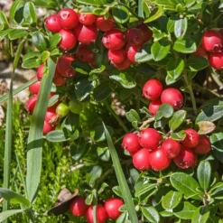 Best Tranebær - Sæt med 3 - Vaccinium macrocarpon 'Cranberry' - Højde 10-20cm - ⌀9cm Buskads
