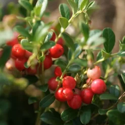 Best Tranebær - Sæt med 3 - Vaccinium macrocarpon 'Cranberry' - Højde 10-20cm - ⌀9cm Buskads