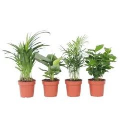 Hot Trendy stueplanter - Sæt med 4 - Højde 25-40cm - ⌀12cm Krukkeplanter Indendørs