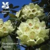 Trengwainton Garden Blomster