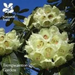 Trengwainton Garden Blomster