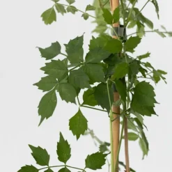 Sale Trompetblomst - Campis radicans 'Flava' - Højde 110-120cm - ⌀17cm Haveplanter
