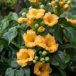 Sale Trompetblomst - Campis radicans 'Flava' - Højde 110-120cm - ⌀17cm Haveplanter
