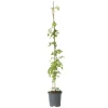 Haveplanter^Trompetblomst - Campsis radicans - Højde 110-120cm - ⌀17cm