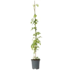 Haveplanter^Trompetblomst - Campsis radicans - Højde 110-120cm - ⌀17cm