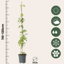 Haveplanter^Trompetblomst - Campsis radicans - Højde 110-120cm - ⌀17cm
