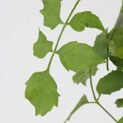 Haveplanter^Trompetblomst - Campsis radicans - Højde 110-120cm - ⌀17cm