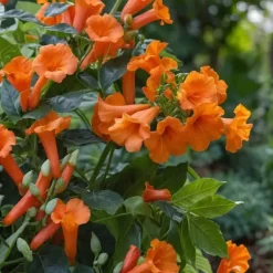 Haveplanter^Trompetblomst - Campsis radicans - Højde 110-120cm - ⌀17cm