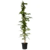 Haveplanter^Trompetblomst - Campsis taglibuana 'Mme Galen' - Højde 110-120cm - ⌀17cm