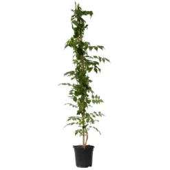 Haveplanter^Trompetblomst - Campsis taglibuana 'Mme Galen' - Højde 110-120cm - ⌀17cm