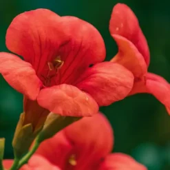 Haveplanter^Trompetblomst - Campsis taglibuana 'Mme Galen' - Højde 110-120cm - ⌀17cm