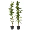 Haveplanter^Trompetblomst - Sæt 2 - Campsis taglibuana 'Mme Galen' - Højde 110-120cm - ⌀17cm