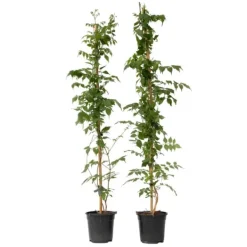 Haveplanter^Trompetblomst - Sæt 2 - Campsis taglibuana 'Mme Galen' - Højde 110-120cm - ⌀17cm