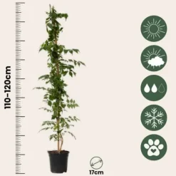 Haveplanter^Trompetblomst - Sæt 2 - Campsis taglibuana 'Mme Galen' - Højde 110-120cm - ⌀17cm