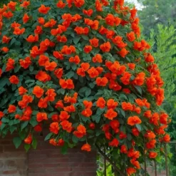 Haveplanter^Trompetblomst - Sæt 2 - Campsis taglibuana 'Mme Galen' - Højde 110-120cm - ⌀17cm