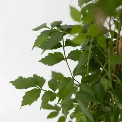 Haveplanter^Trompetblomst - Sæt 2 - Campsis taglibuana 'Mme Galen' - Højde 110-120cm - ⌀17cm