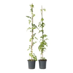 Haveplanter^Trompetblomst - Sæt med 2 - Campsis radicans - Højde 110-120cm - ⌀17cm