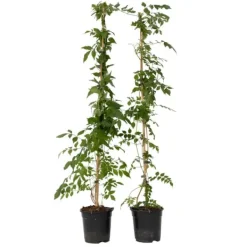 Clearance Trompetblomst - Sæt med 2 - Campis radicans 'Flava' - Højde 110-120cm - ⌀17cm Haveplanter