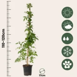 Clearance Trompetblomst - Sæt med 2 - Campis radicans 'Flava' - Højde 110-120cm - ⌀17cm Haveplanter