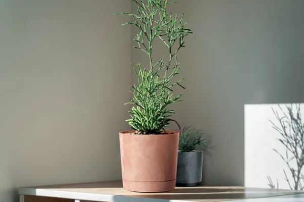 Sale Tubo P Beton Effect 240E rund urtepotte med underkop | Antracit Krukker & Plantebeholdere