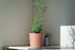 Online Tubo P Beton Effect 240E Rund Urtepotte med Underkop | Marengo Krukker & Plantebeholdere