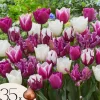 Frø^Tulipanløg - Sæt med 35 - Tulipa 'Pastel' - Blomsterløg - Flerfarvet