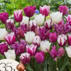 Frø^Tulipanløg - Sæt med 35 - Tulipa 'Pastel' - Blomsterløg - Flerfarvet