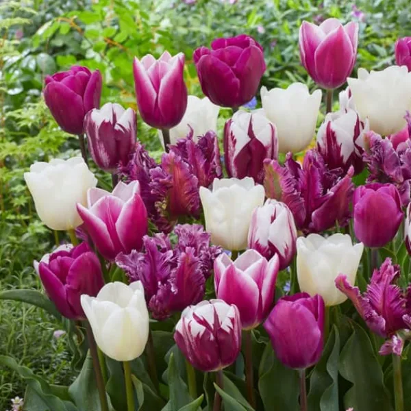 Frø^Tulipanløg - Sæt med 35 - Tulipa 'Pastel' - Blomsterløg - Flerfarvet