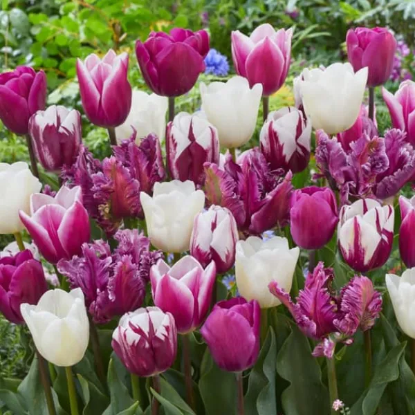 Frø^Tulipanløg - Sæt med 35 - Tulipa 'Pastel' - Blomsterløg - Flerfarvet