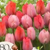 Frø^Tulipanløg - Sæt med 80 - Tulipa 'Salmon', 'Van Eijk' - Blomsterløg - Rød
