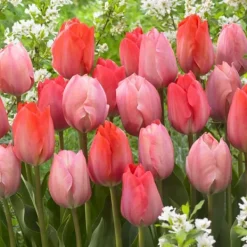 Frø^Tulipanløg - Sæt med 80 - Tulipa 'Salmon', 'Van Eijk' - Blomsterløg - Rød