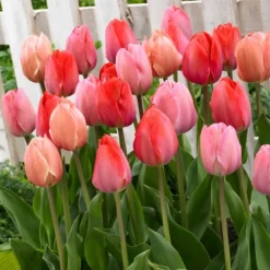 Frø^Tulipanløg - Sæt med 80 - Tulipa 'Salmon', 'Van Eijk' - Blomsterløg - Rød