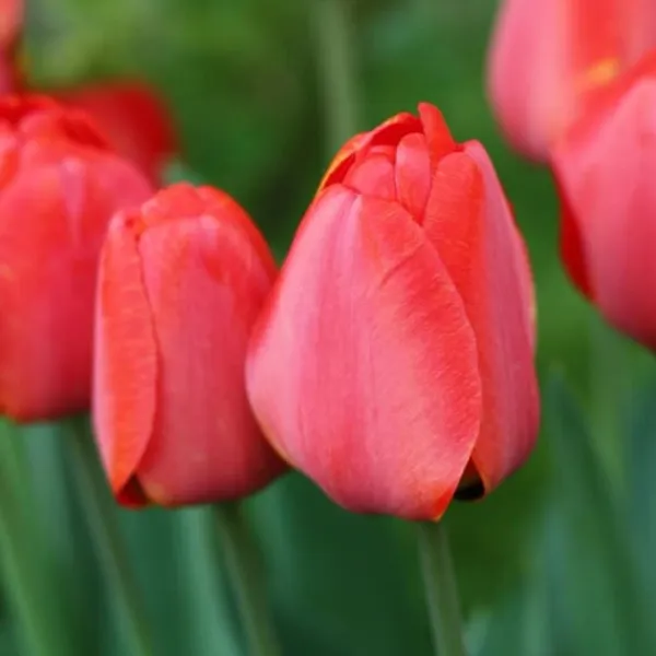 Frø^Tulipanløg - Sæt med 80 - Tulipa 'Salmon', 'Van Eijk' - Blomsterløg - Rød
