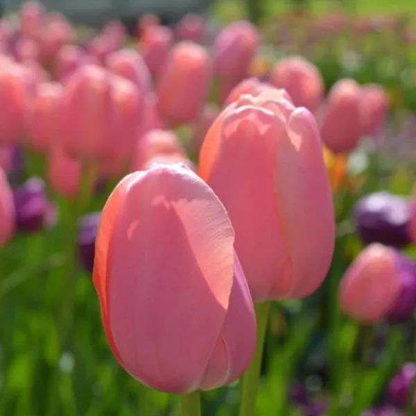 Frø^Tulipanløg - Sæt med 80 - Tulipa 'Salmon', 'Van Eijk' - Blomsterløg - Rød