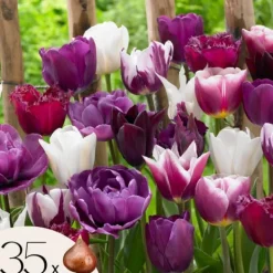 Frø^Tulipanløg - Sæt med 35 - Tulipa 'Blueberry' - Blomsterløg - Lilla