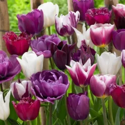 Frø^Tulipanløg - Sæt med 35 - Tulipa 'Blueberry' - Blomsterløg - Lilla