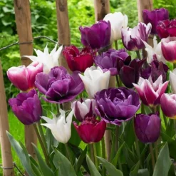 Frø^Tulipanløg - Sæt med 35 - Tulipa 'Blueberry' - Blomsterløg - Lilla