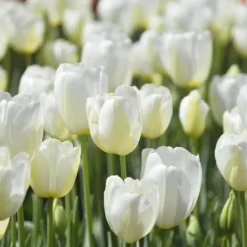 Frø^Tulipanløg - Sæt med 35 - Tulipa 'Blueberry' - Blomsterløg - Lilla
