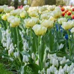 Frø^Tulipanløg - Sæt med 21 - Tulipa 'Avant Garde' - Blomsterløg - Gul