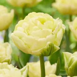Frø^Tulipanløg - Sæt med 21 - Tulipa 'Avant Garde' - Blomsterløg - Gul