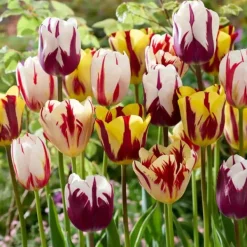 Clearance Tulipanløg - Sæt med 60 - Tulipa 'Flaming Beauty Mix' - Blomsterløg - Flerfarvet Frø