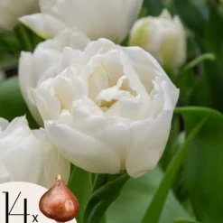Best Tulipanløg - Sæt med 14 - Tulipa 'Mondial' - Blomsterløg Frø