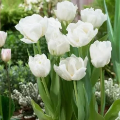 Best Tulipanløg - Sæt med 14 - Tulipa 'Mondial' - Blomsterløg Frø