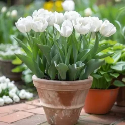 Best Tulipanløg - Sæt med 14 - Tulipa 'Mondial' - Blomsterløg Frø