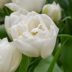 Best Tulipanløg - Sæt med 14 - Tulipa 'Mondial' - Blomsterløg Frø